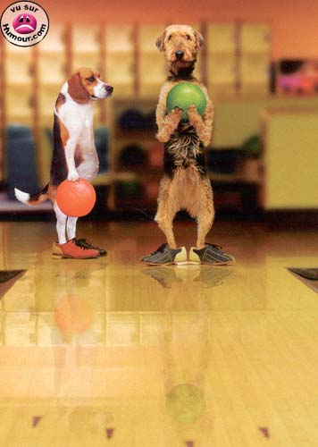 ALLEZ MON CHIEN !